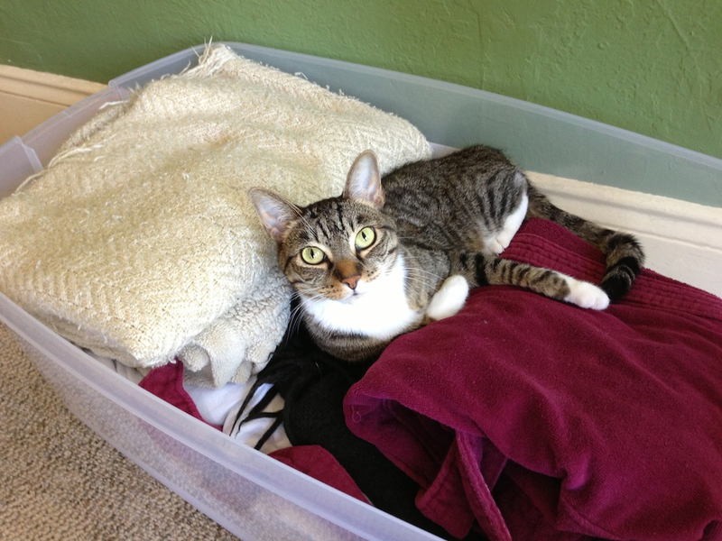 Illustration for article titled Temporary home for kitty in Sacramento/bay area....area...
